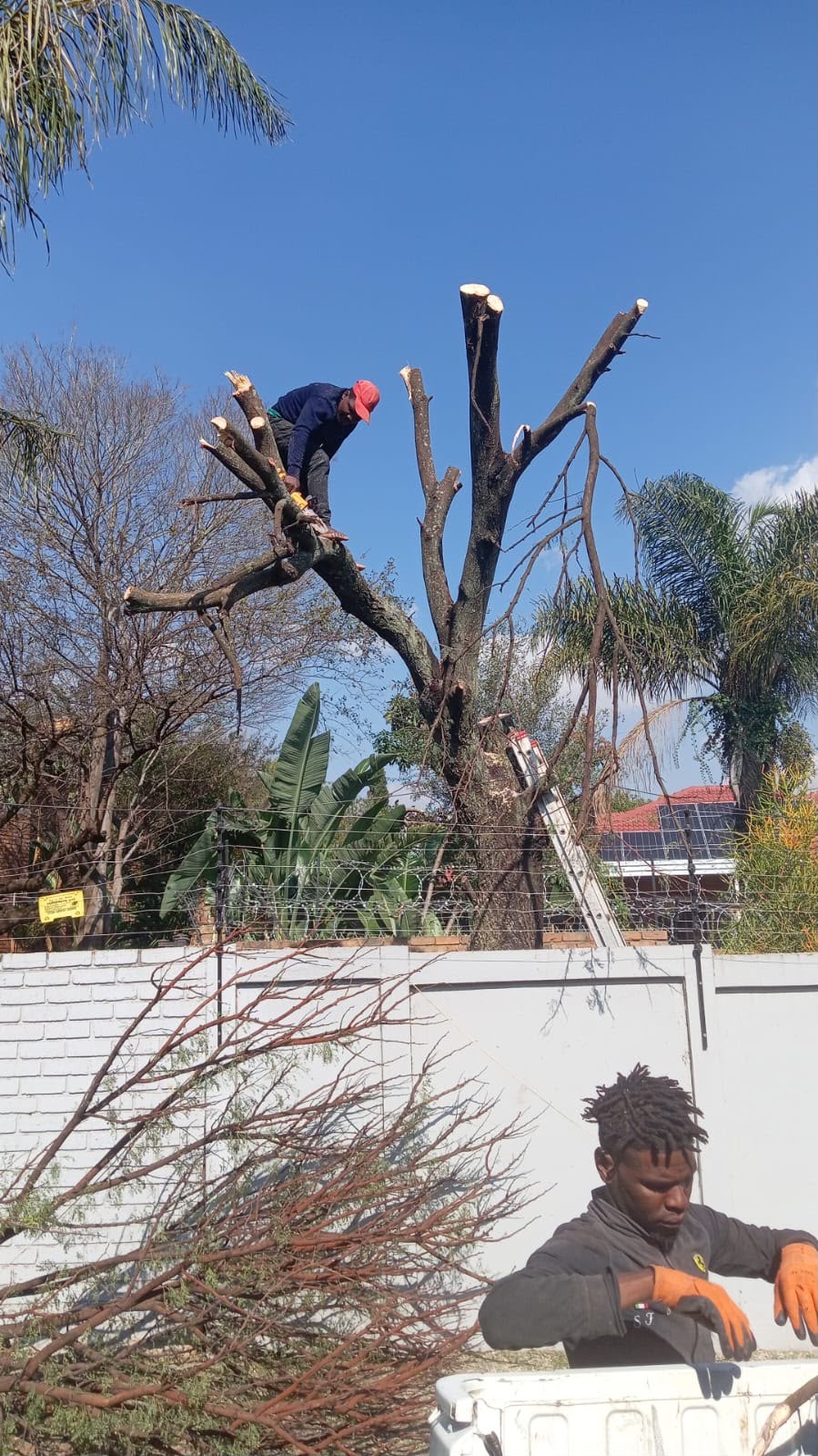 Tree felling & pruning by Platinum Garden Service