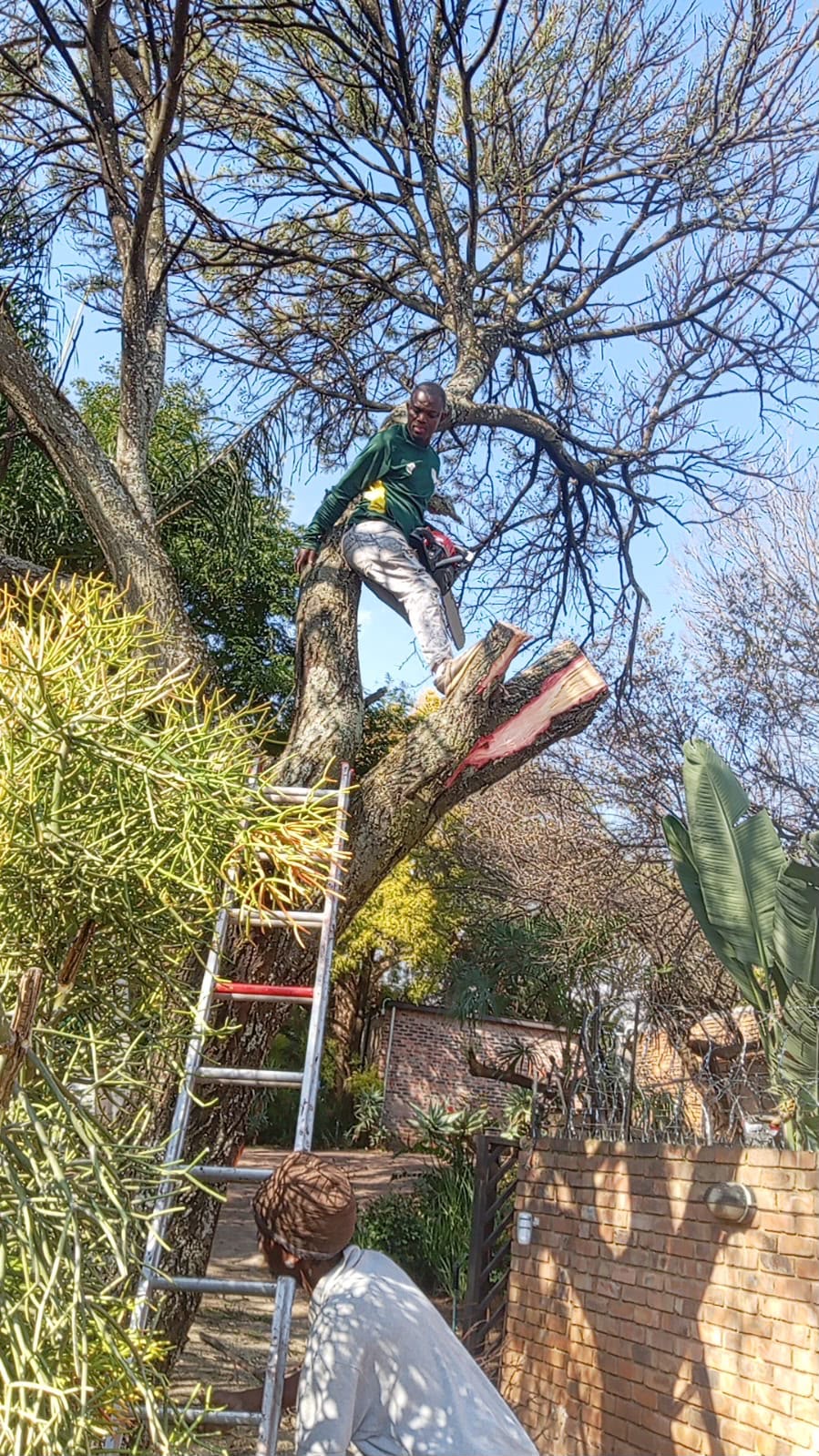 Tree felling & pruning by Platinum Garden Service