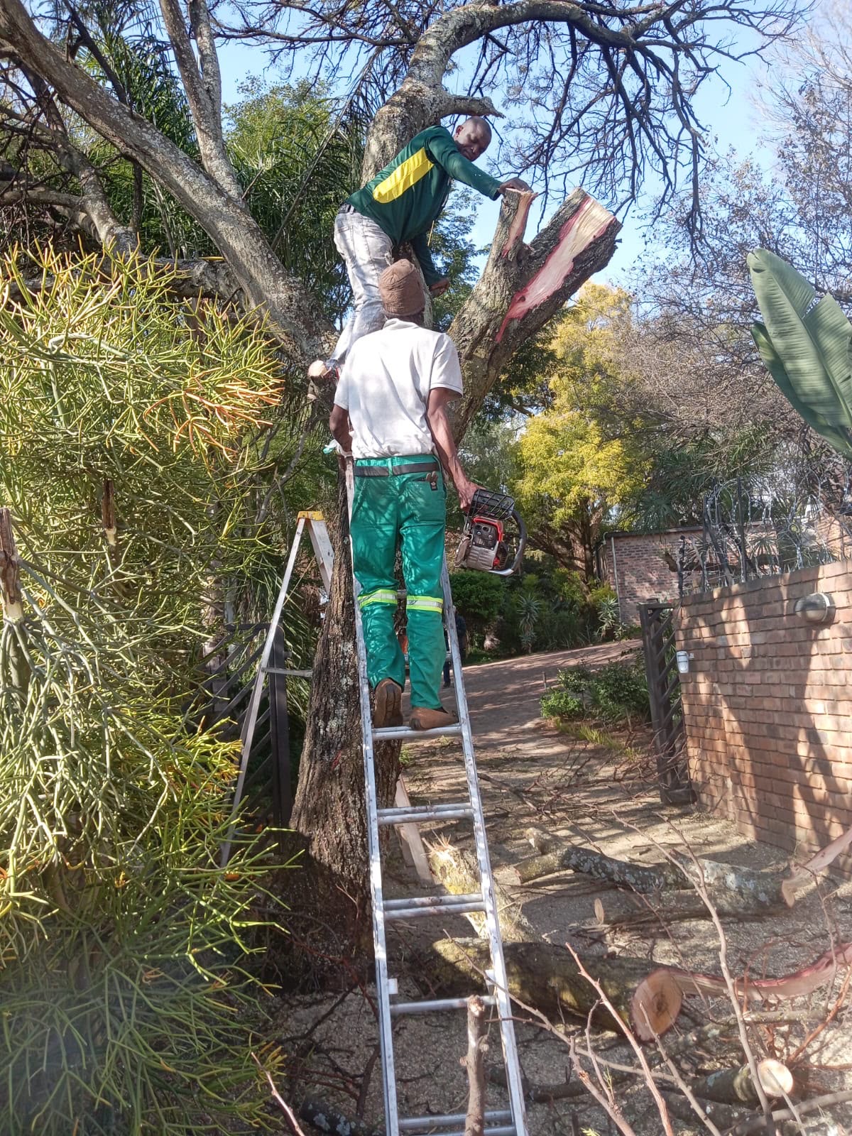 Tree felling & pruning by Platinum Garden Service