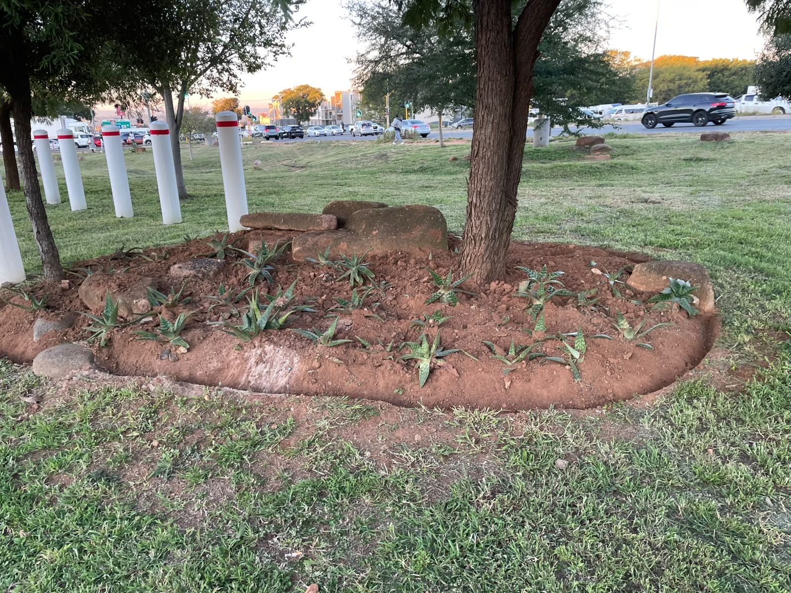 Roadside verge reshaped into a rock & aloe feature bed — after