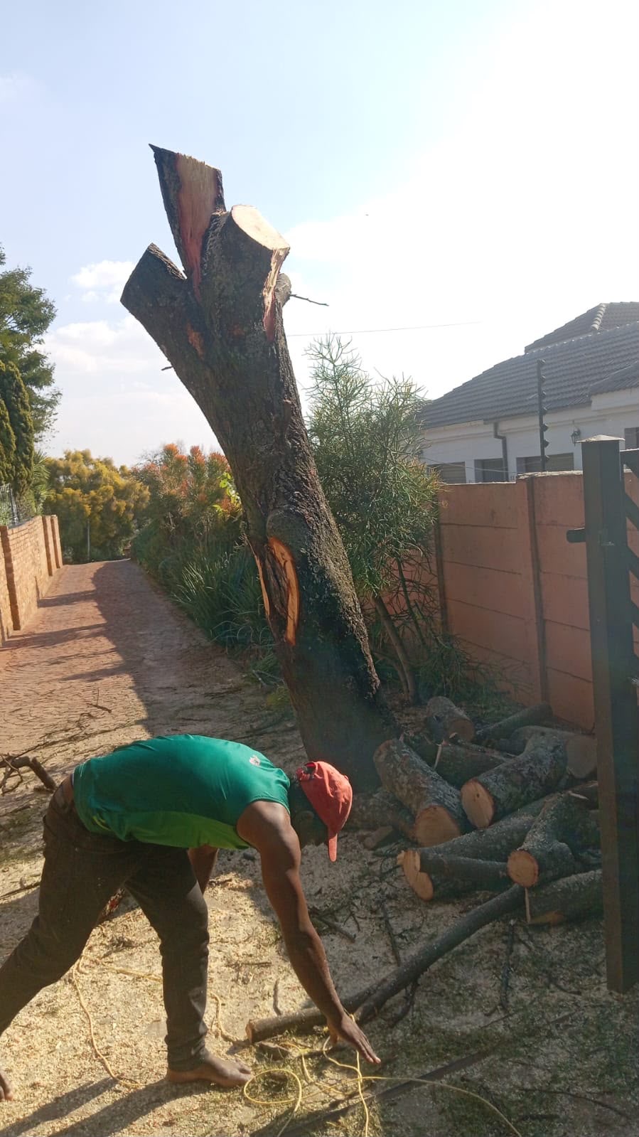 Tree felling & pruning by Platinum Garden Service