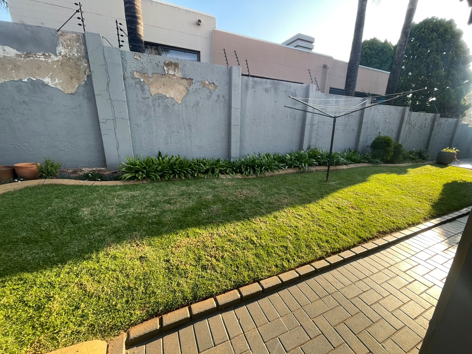 Tired backyard lawn reimagined with topiary and manicured borders — before